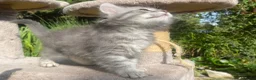 Siberian cats for sale: 3 Adorable Siberian Kittens Available - Advert 12