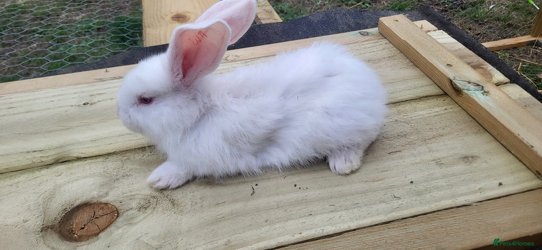 Continental Giant rabbits for sale: Continental giant kits  - Image 4