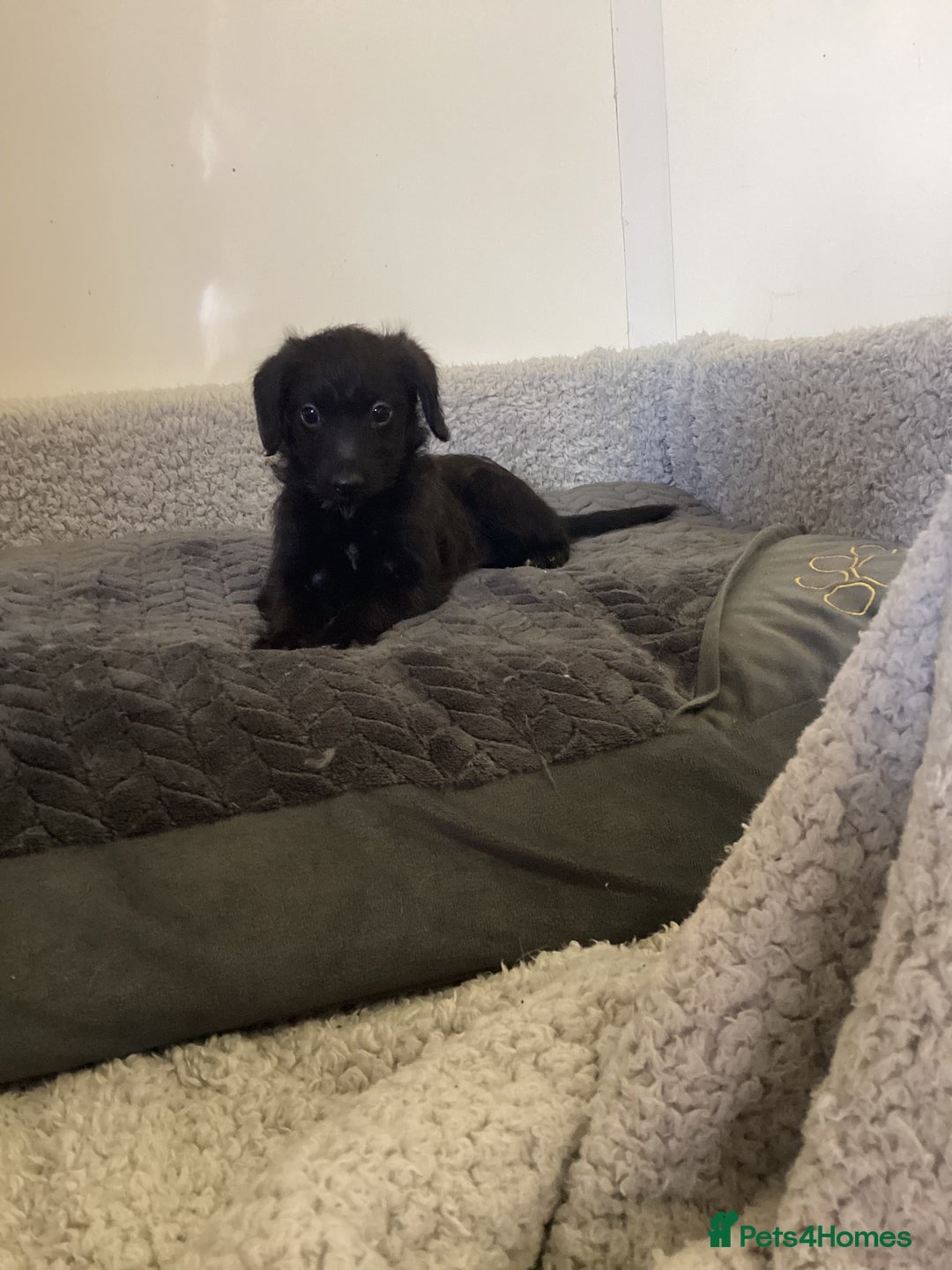 Mixed Breed dogs for sale: Whippet x bedlington - Image 5