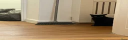 Domestic Shorthair cats for sale: Two beautiful sisters who need a loving home.  - Advert 8