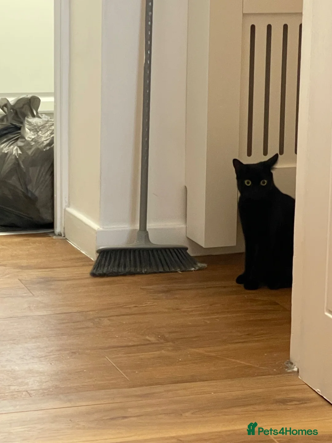 Domestic Shorthair cats for sale: Two beautiful sisters who need a loving home.  - Advert 8