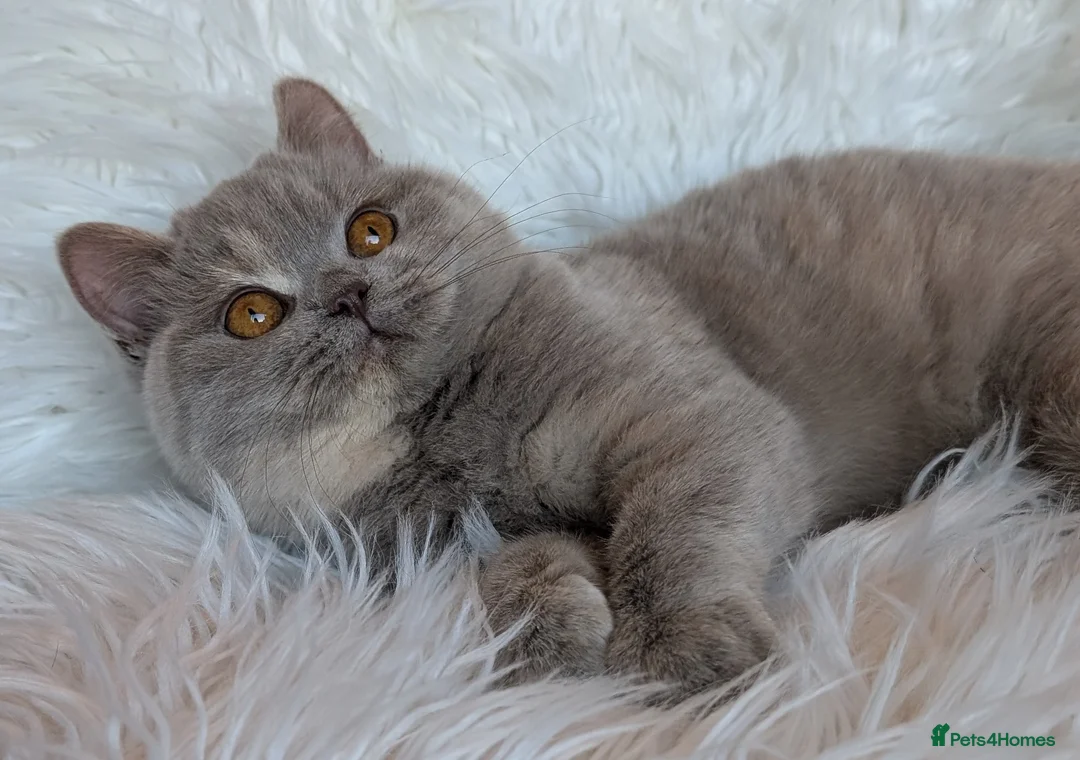 British Shorthair cats for sale: Gorgeous lilac tortie girl please read advent  - Advert 3
