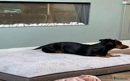 Mixed Breed dogs for sale: 5 year old Dachshund (cross) needs rehoming - Image 3