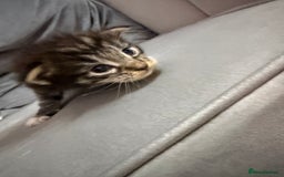 Maine Coon cats for sale: Maine Coon kittens some polydactyl.  - Advert 9