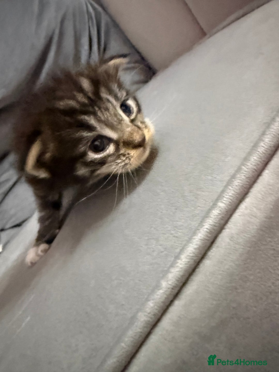 Maine Coon cats for sale: Maine Coon kittens some polydactyl.  - Advert 9