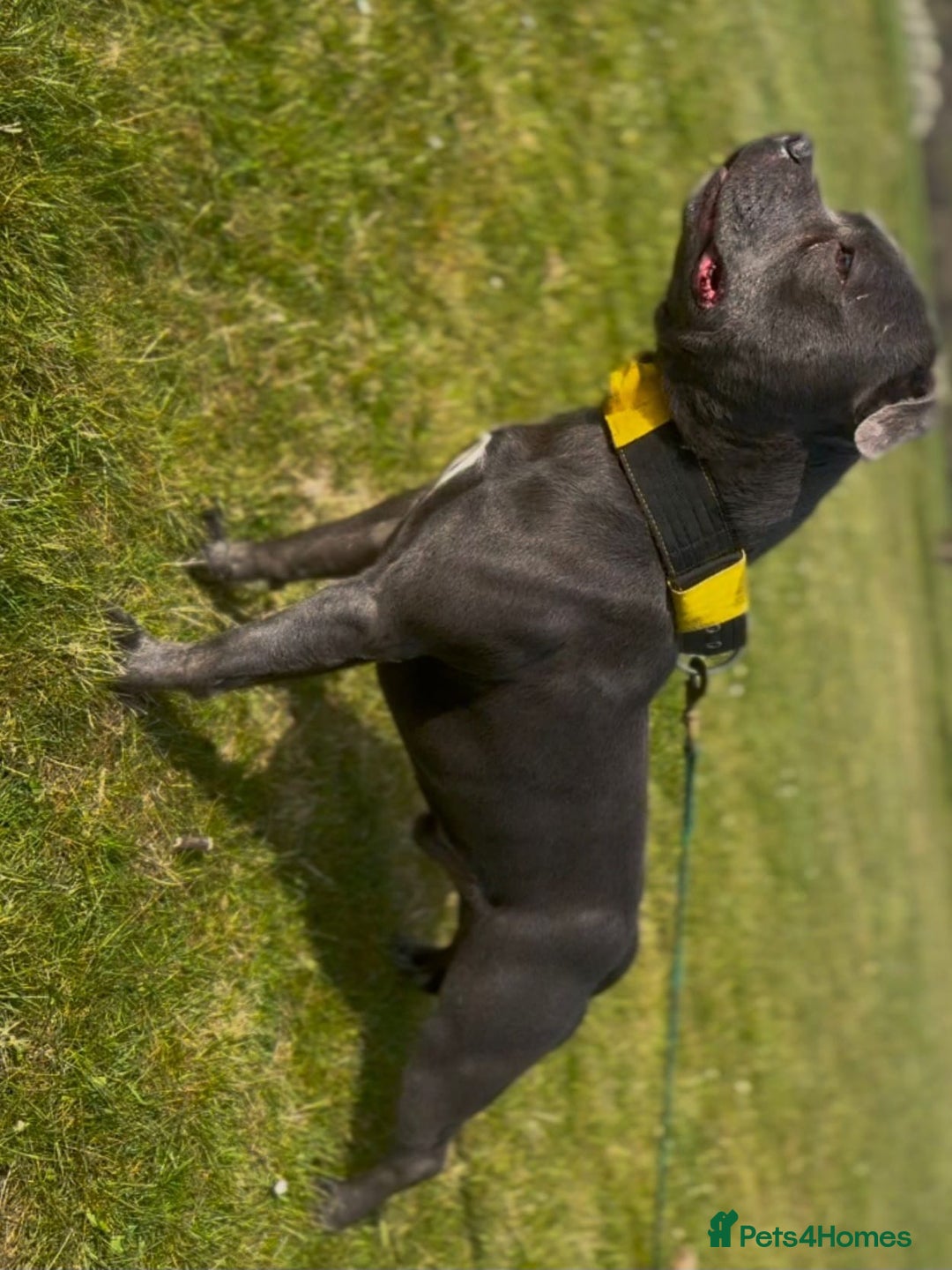 Staffordshire Bull Terrier dogs for sale: Blue staffordshire bull terrier - Advert 11