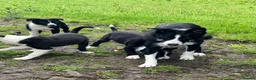 Border Collie dogs for sale: ISDS registered Border Collie Pups For Sale  in Abergavenny - Advert 7
