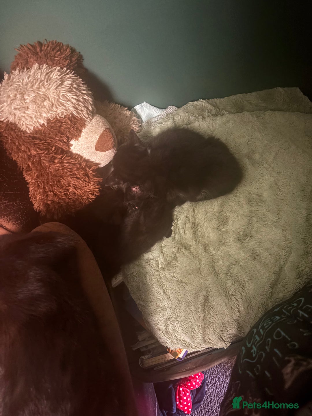 American Shorthair cats for sale: 5 black and white kittens for forever home - Image 12