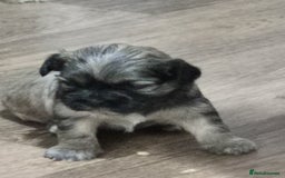 Mixed Breed dogs for sale: Chubby beautiful puppies - Image 6