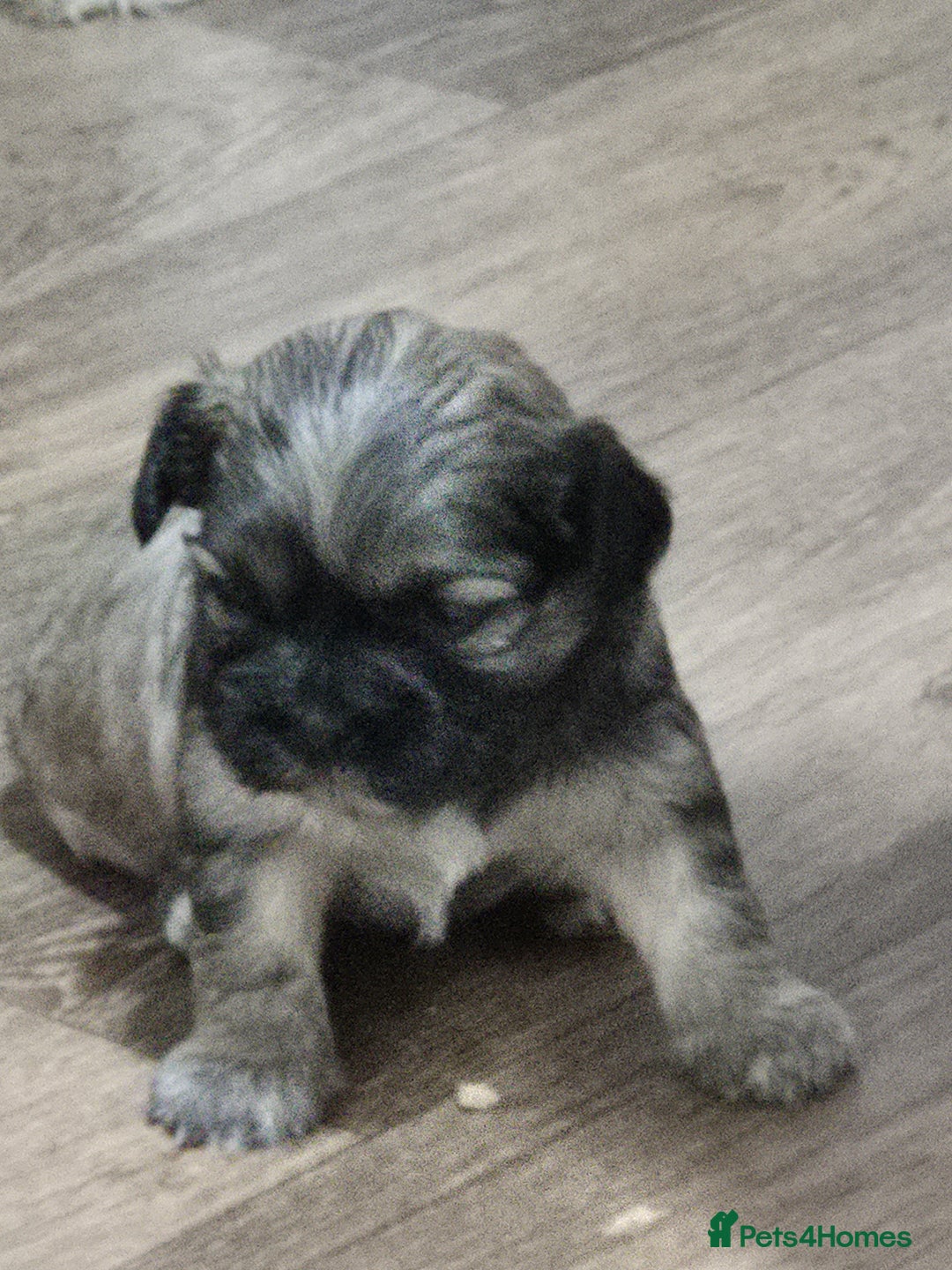 Mixed Breed dogs for sale: Chubby beautiful puppies - Image 6