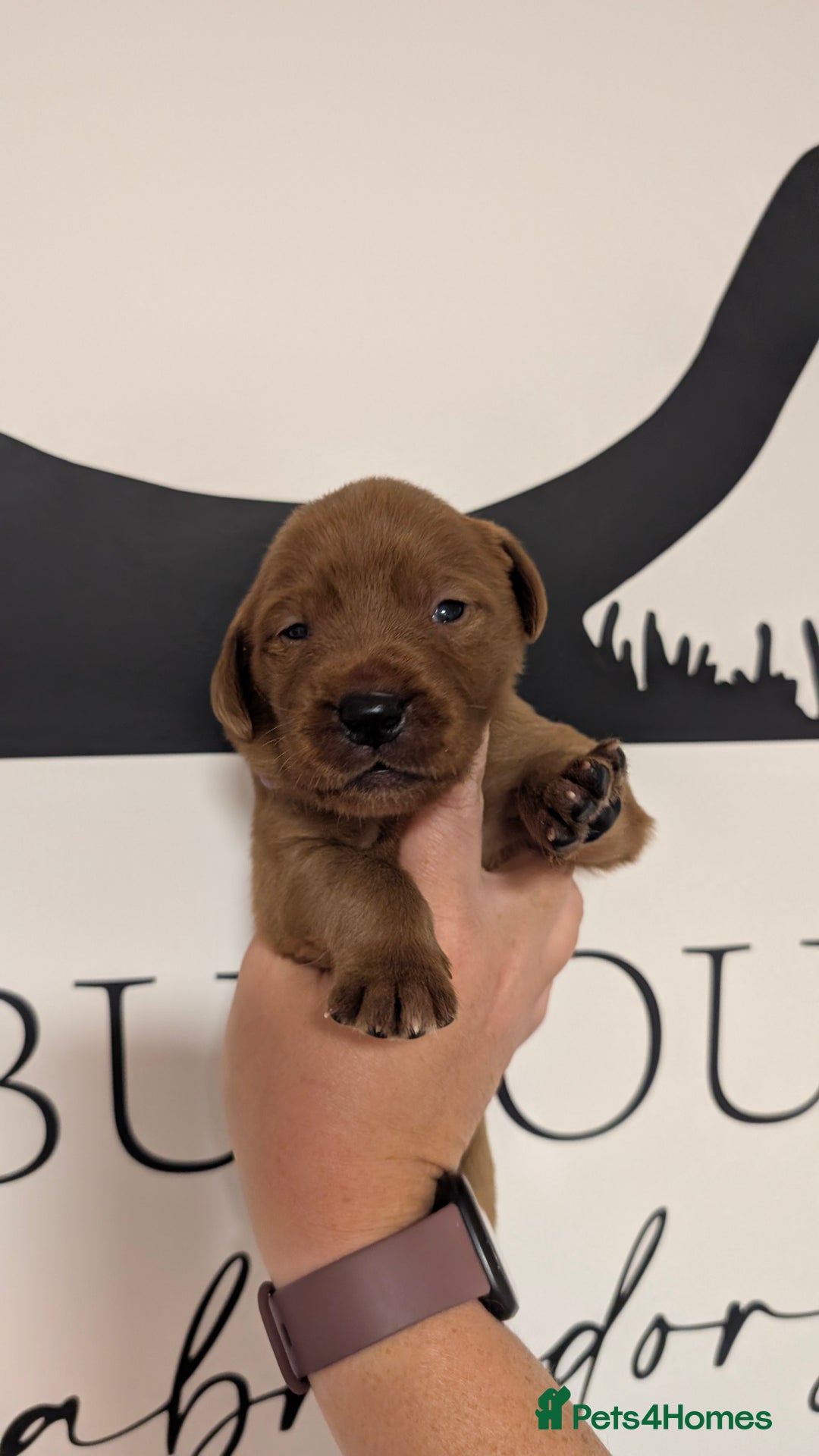Labrador Retriever dogs for sale: Exceptionally dark fox red Labrador puppies  - Advert 8
