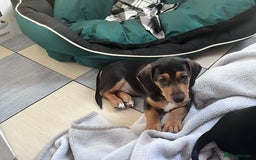 Mixed Breed dogs for sale: 1 Jack Russell x mini dashound puppies £800 - Image 21