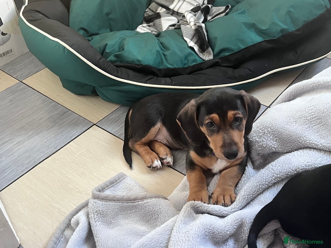 Mixed Breed dogs for sale: 1 Jack Russell x mini dashound puppies £800 - Image 21
