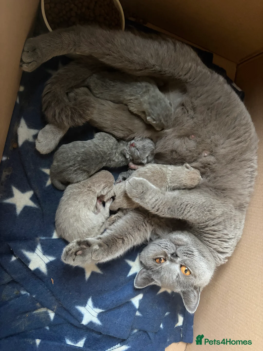 British Shorthair cats for sale: Adorable GCCF Registered kittens - Advert 4
