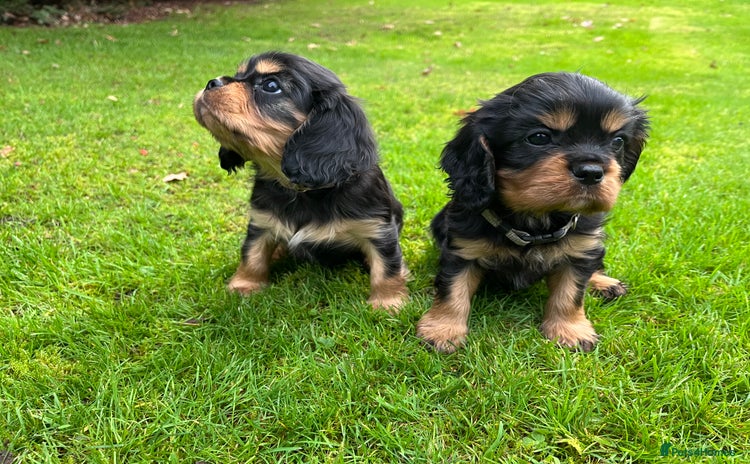Cavalier King Charles Spaniel dogs - Advert 5