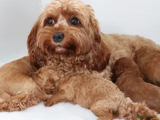 Cavapoo dogs Quality F1b Cavapoo puppies - Advert 2
