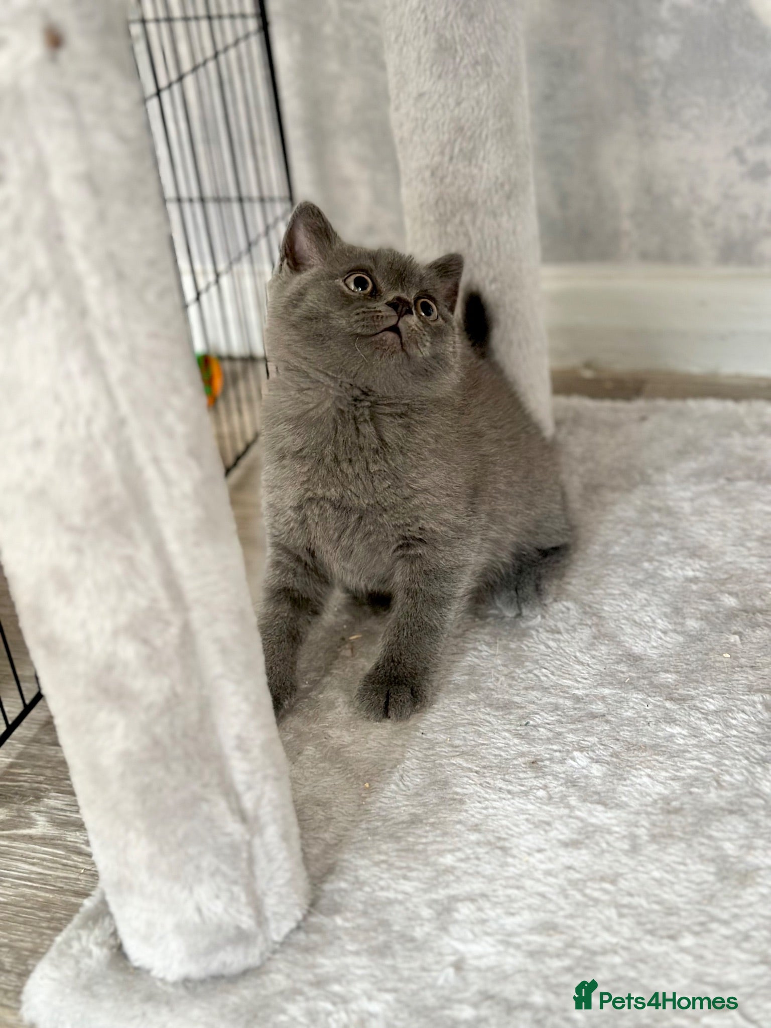 British Shorthair cats British shorthair kittens (blue) - Advert 2