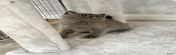 British Shorthair cats for sale: British shorthair kittens (blue) - Advert 2