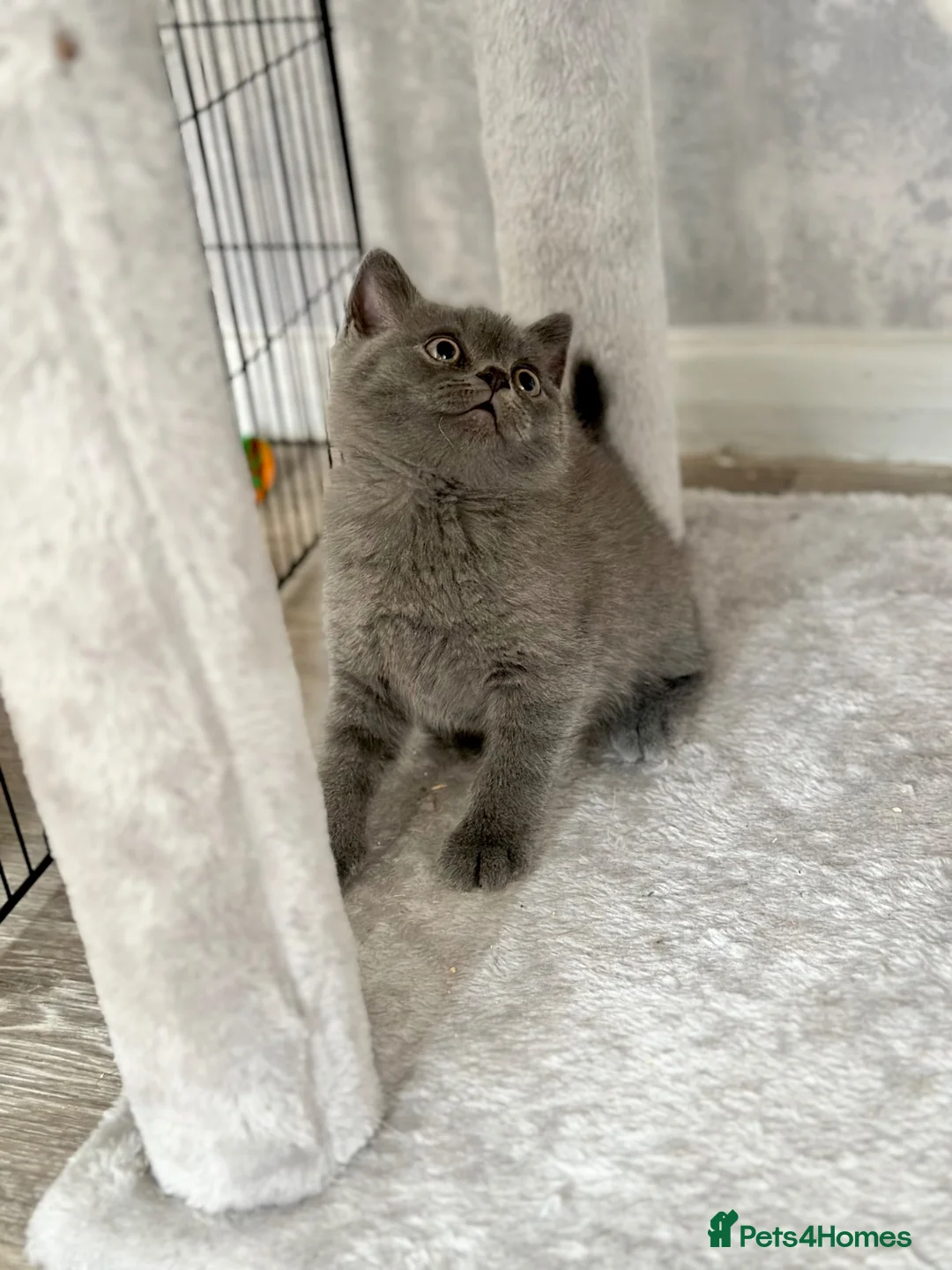 British Shorthair cats for sale: British shorthair kittens (blue) - Advert 2