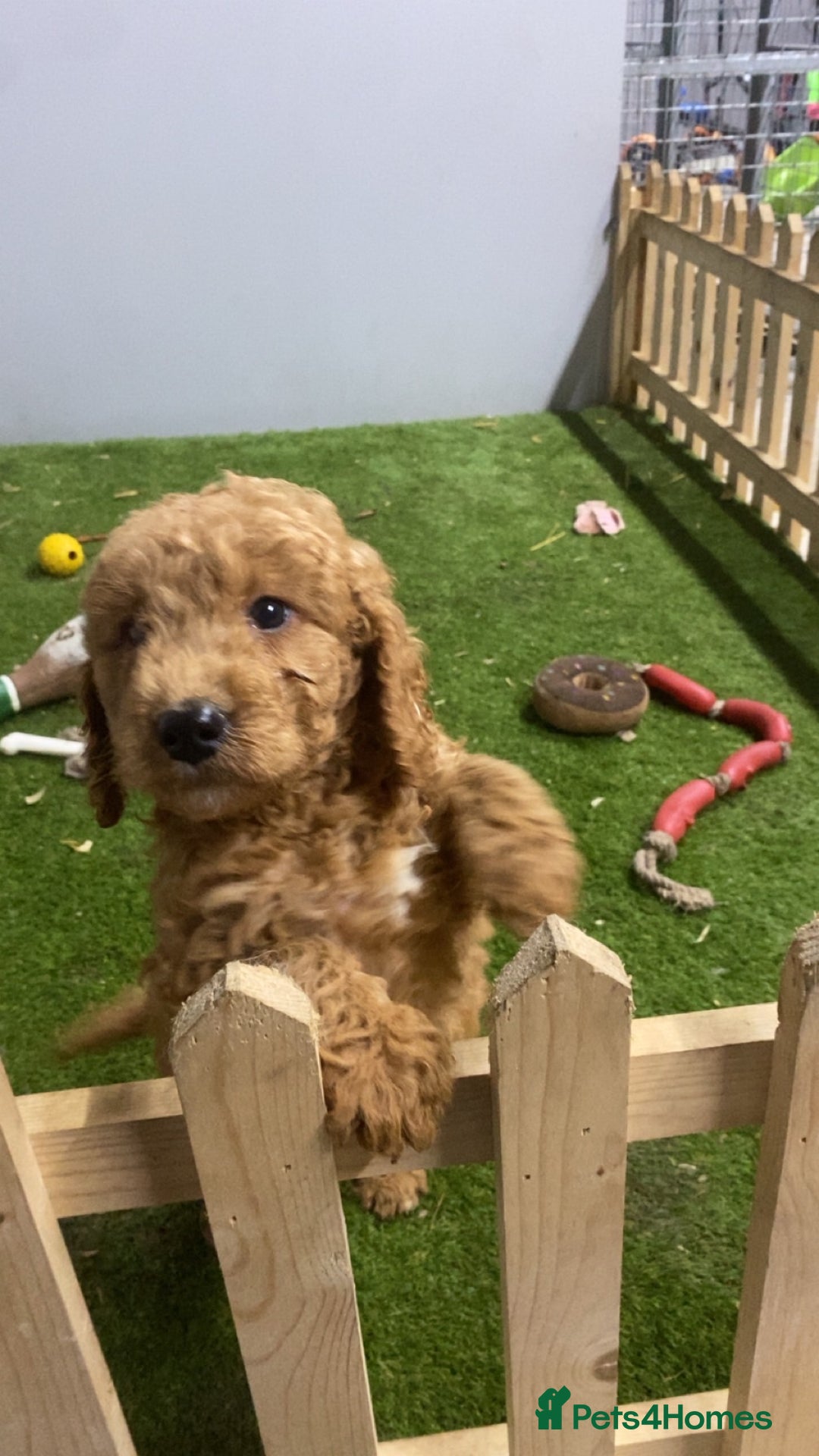 Cockapoo dogs for sale: Beautiful 8 week old cockapoo puppies - Advert 4