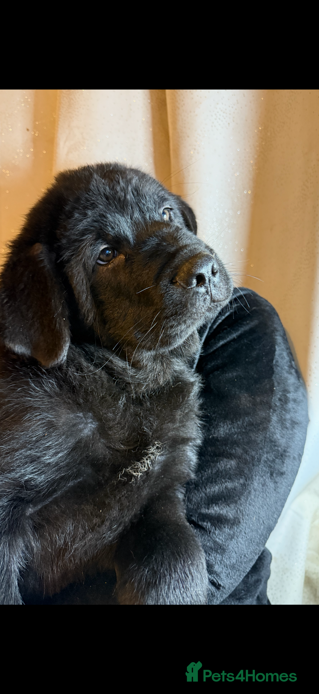 Mixed Breed dogs for sale: Beautiful chow x Newfoundland puppies - Advert 22