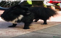 Chihuahua dogs for sale: Pure Breed Chihuahua  - Image 24