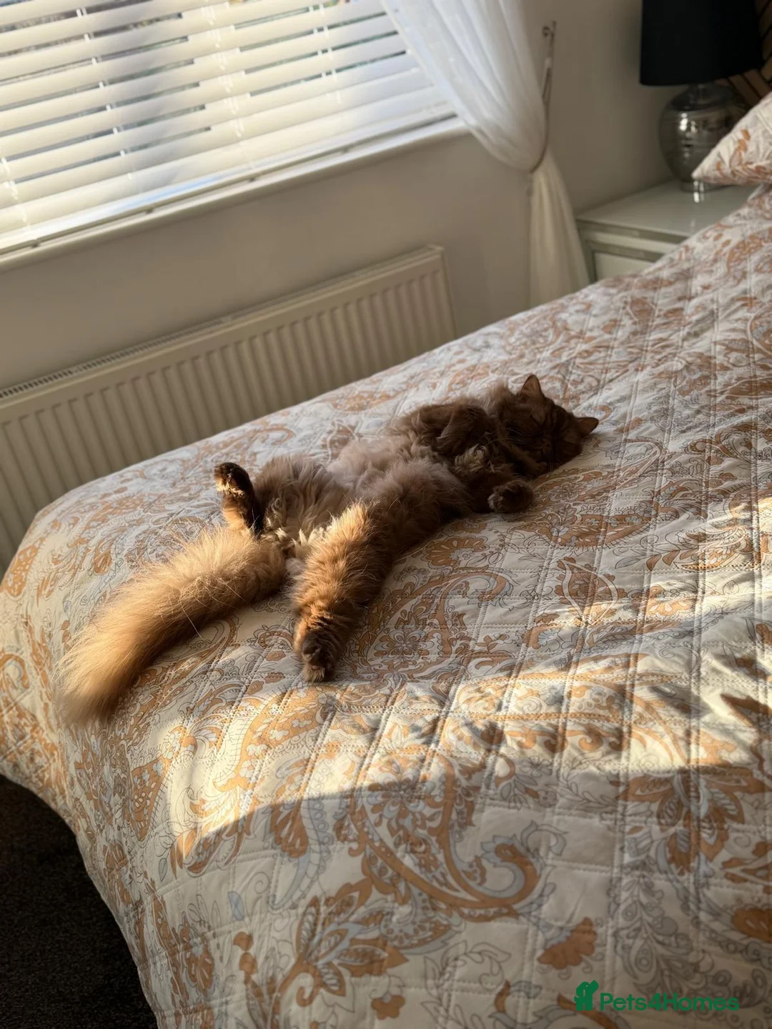 British Shorthair cats for sale: Cinnamon British Longhair& Blue British Shorthair  - Advert 3