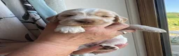 Cocker Spaniel dogs for sale: KC Reg Sable Show Cocker Puppies - Advert 11