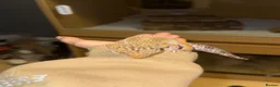 Leopard Gecko reptiles for sale: Leopard gecko -Larry  - Advert 6