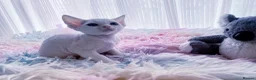 Devon Rex cats for sale: Beautiful Devon Rex kittens ❤️❤️❤️ - Advert 33