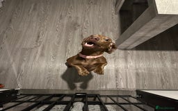 Dachshund dogs for sale: 1 year old female dachshund  - Image 1
