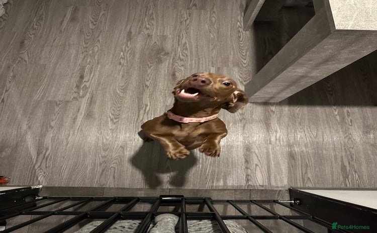 Dachshund dogs - Advert 1
