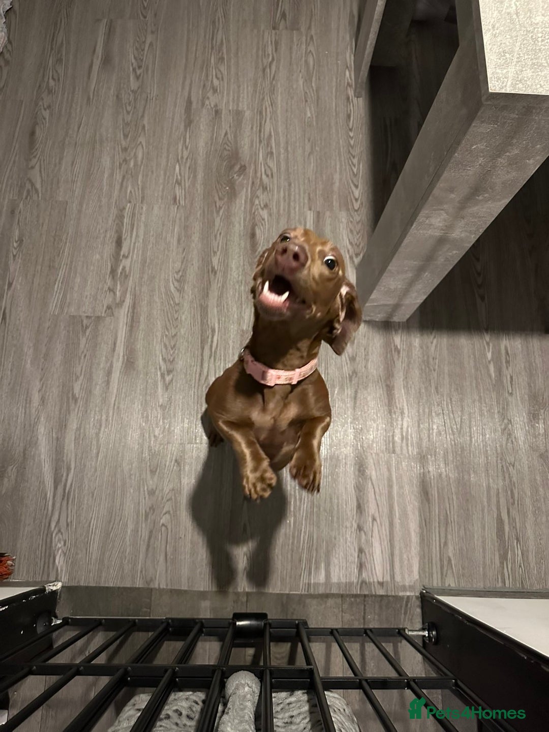 Dachshund dogs for sale: 1 year old female dachshund  - Image 1