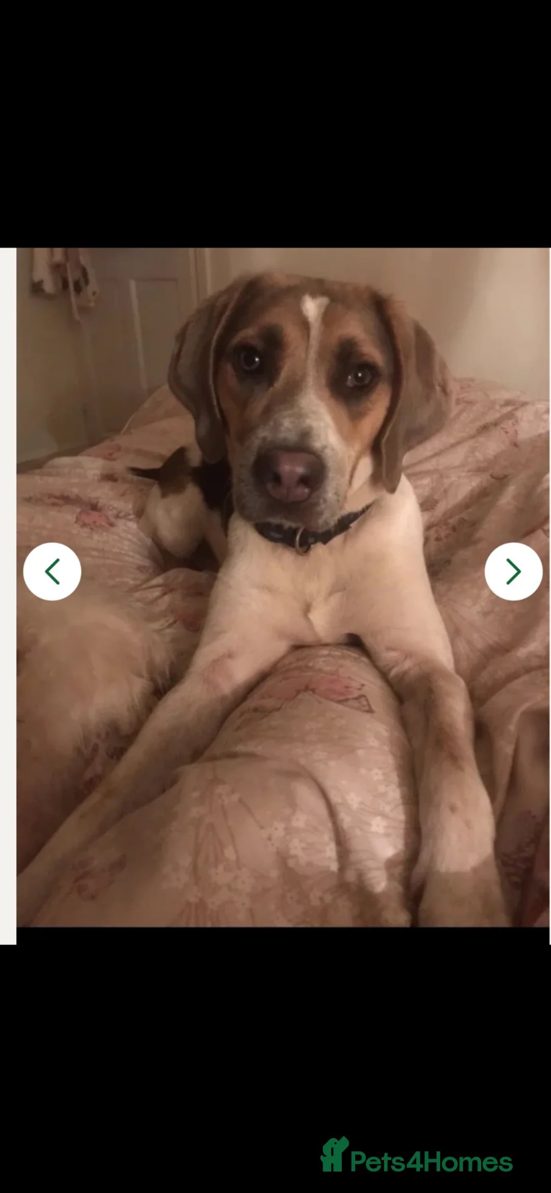 Beagle dogs for stud: Blue tri beagle for stud  - Advert 4