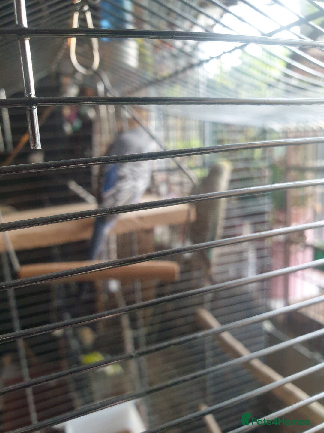 Budgerigars birds for sale: Budgies  - Image 6