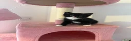 American Shorthair cats for sale: Two beautiful girlys in Brackley - Advert 4