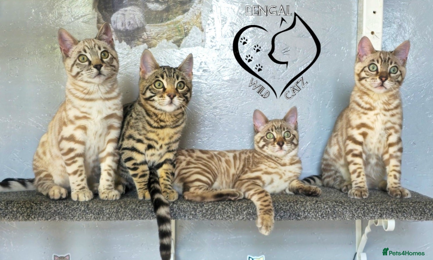 Bengal cats for sale: 4 beautiful bengal boys ready to leave now - Advert 1