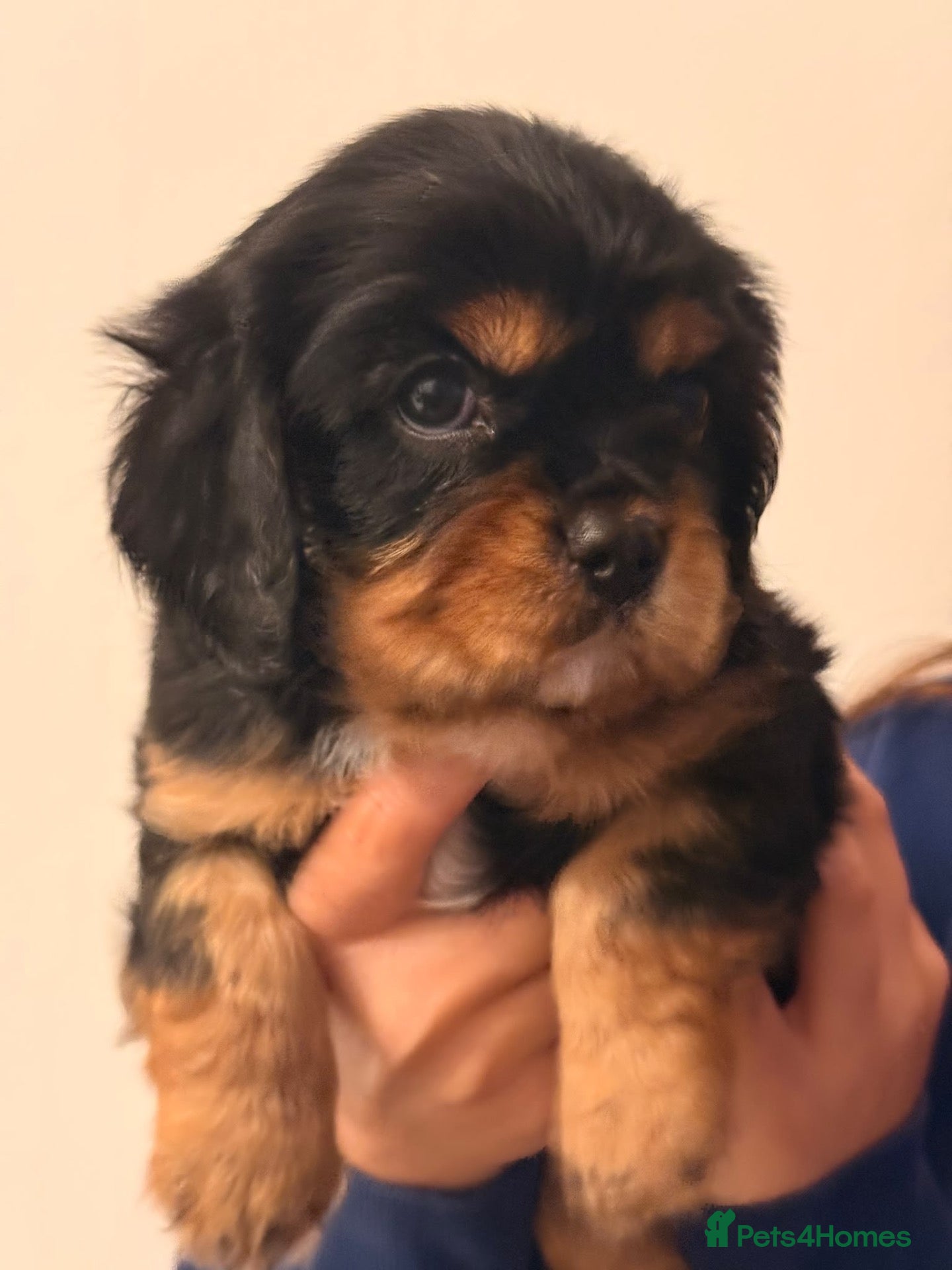 Cavalier King Charles Spaniel dogs 💙 Health Tested Cavalier Boys💙 - Advert 1