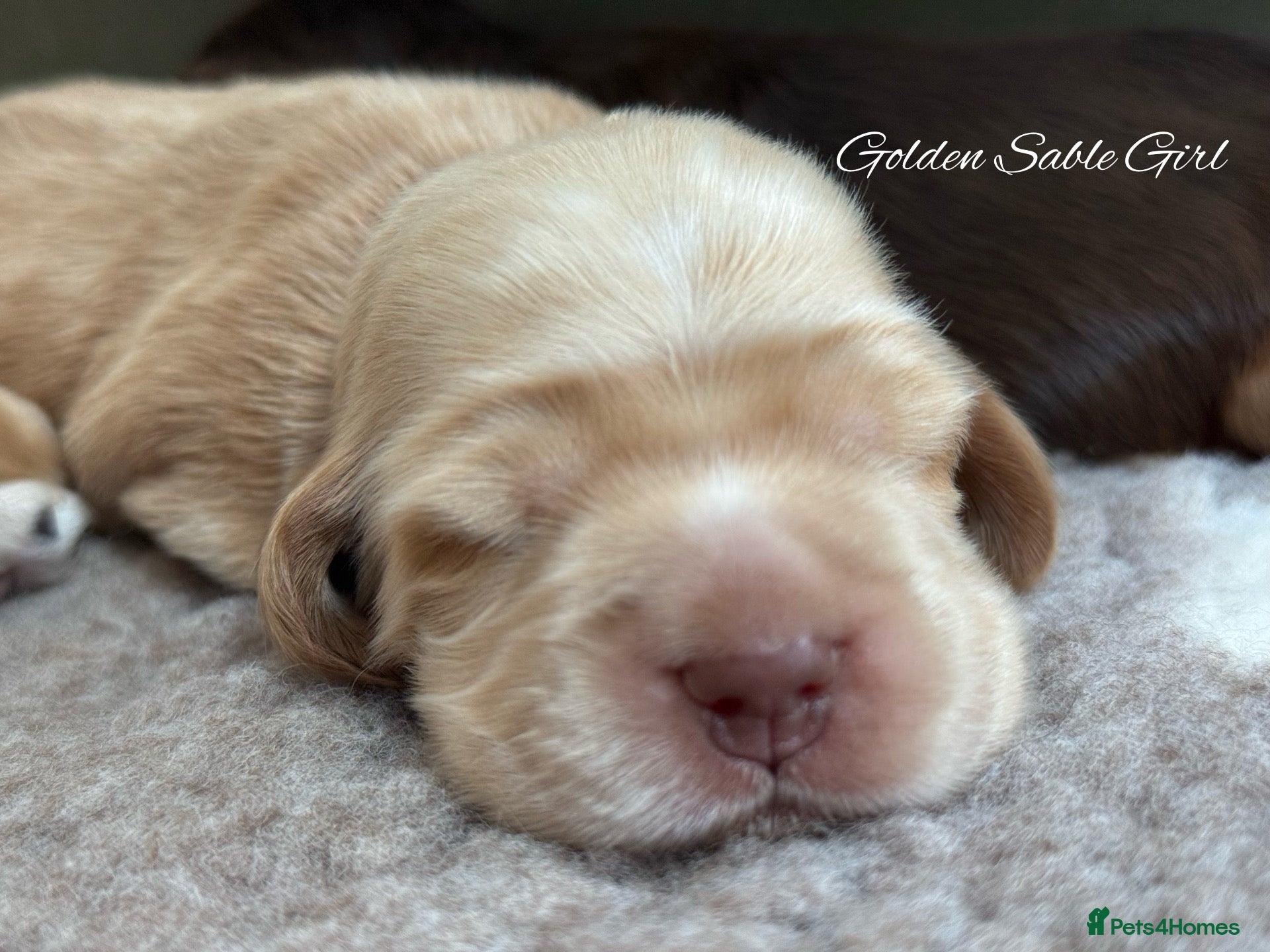 Cocker Spaniel dogs 🤍 KC Show Cocker Spaniels 🤍 - Advert 2
