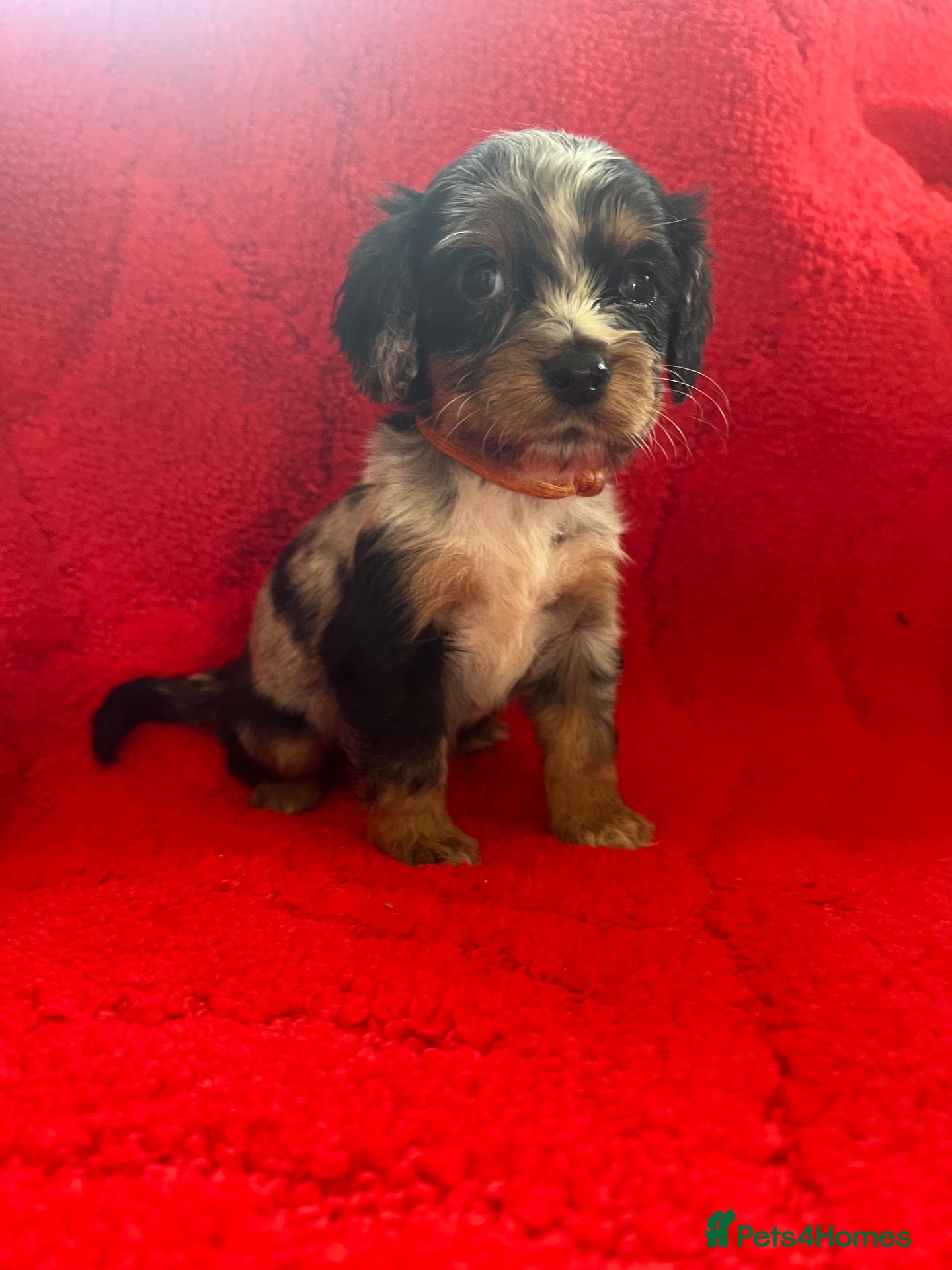 Cocker Spaniel dogs READY NOW Beautiful litter of cocker spaniels - Advert 4