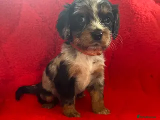 Cocker Spaniel dogs READY NOW Beautiful litter of cocker spaniels - Advert 4