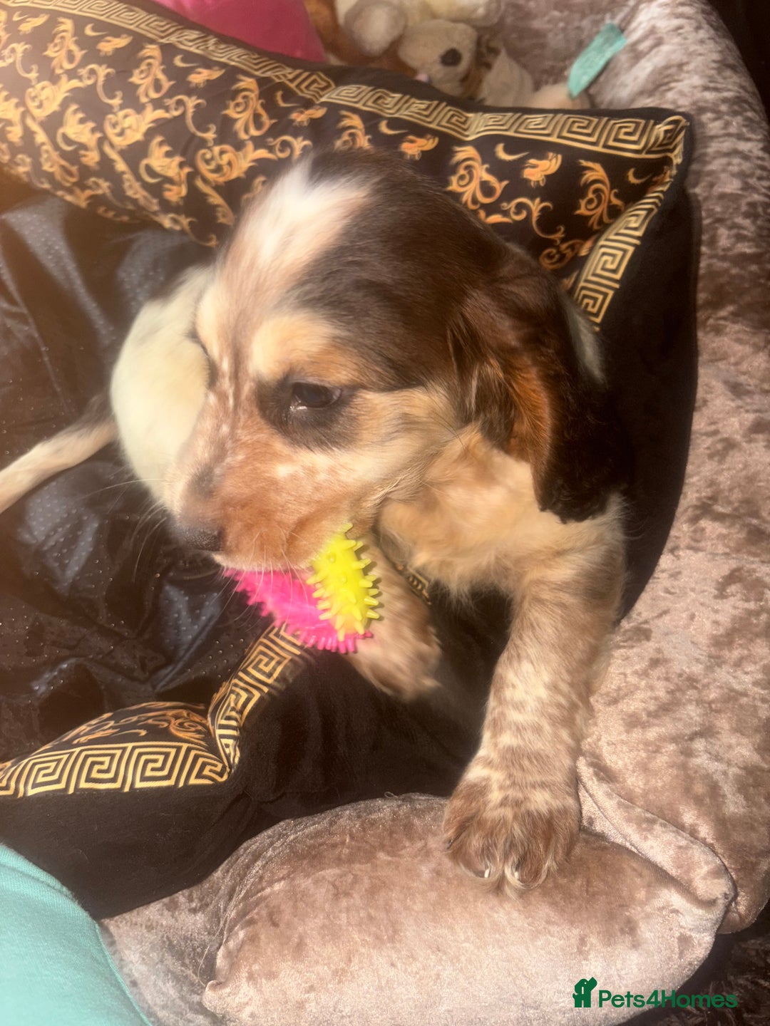 Cockapoo dogs for sale: 8 gorgeous little cockapoo puppies for sale - Image 21