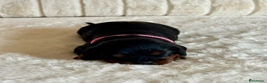 Cavalier King Charles Spaniel 6