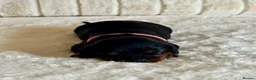Cavalier King Charles Spaniel dogs for sale: * KC Registered Health Tested Puppies *  - Advert 21