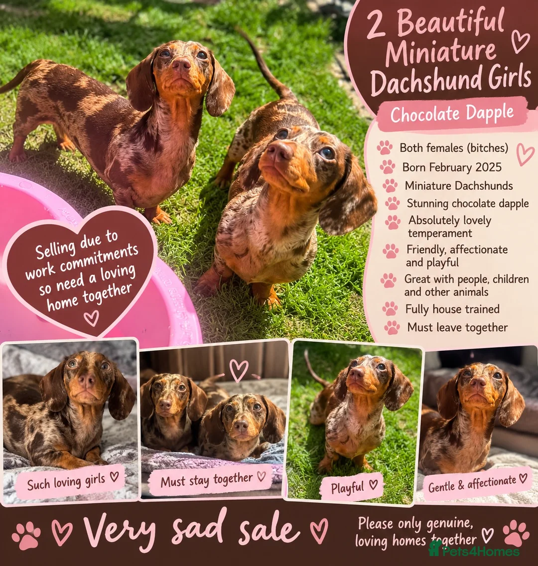 Miniature Dachshund dogs for sale: A pair 1 year old miniature dachshund with papers  - Advert 15