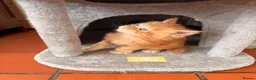 Maine Coon cats for sale: Maine coon babies ready to reserve  - Advert 1