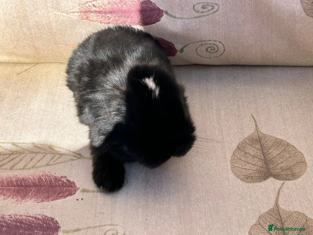 Lionhead rabbits for sale: 7 baby bunnies  - Advert 2