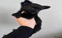 Chihuahua dogs for sale: Long coat Chihuahua puppies - Image 30