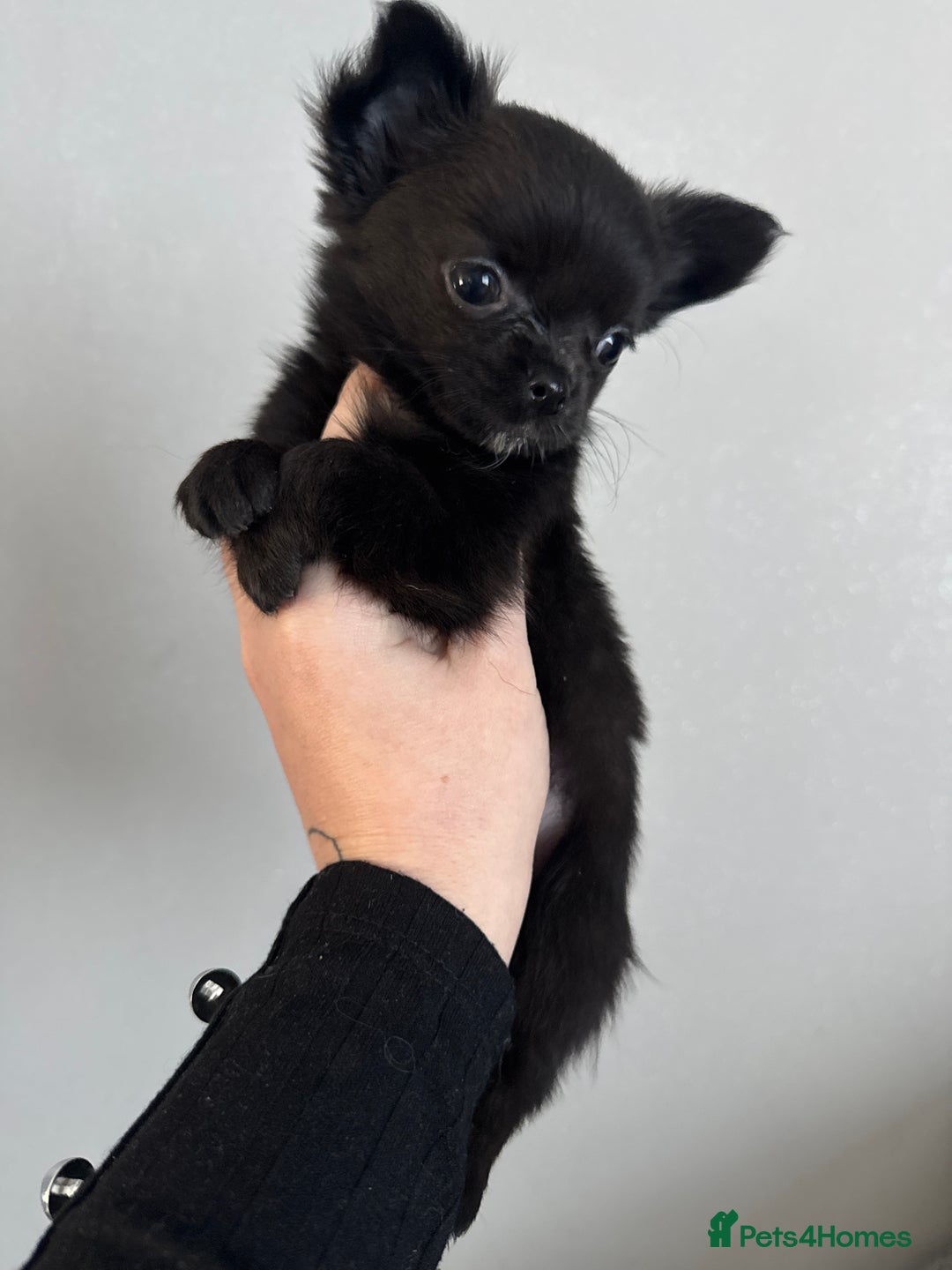 Chihuahua dogs for sale: Long coat Chihuahua puppies - Image 30