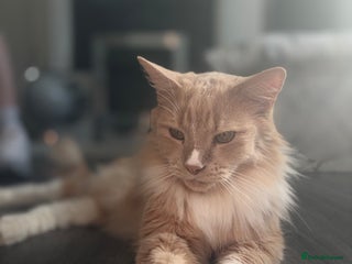 Maine Coon cats for sale - Advert 1